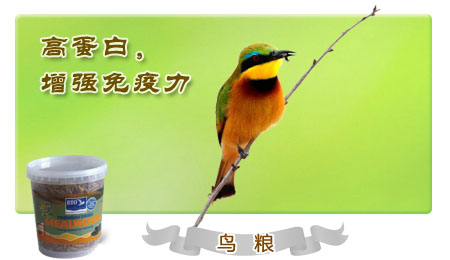 �ߵ����B(ni��o)�Z