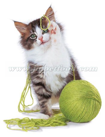 ���Z��؈�Z������ζ�I�B(y��ng)�ײ�